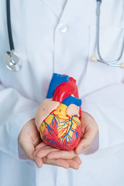 Doctor Holding Human Heart Model Cardiovascular Diseases Atherosclerosis Hypertensive Heart — Stock Photo, Image