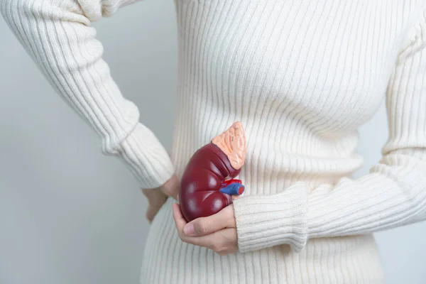 woman holding Anatomical human kidney Adrenal gland model. disease of Urinary system and Stones, Cancer, world kidney day, Chronic kidney and Organ Donor Day concept