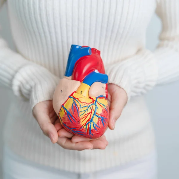 stock image Woman holding human Heart model. Cardiovascular Diseases, Atherosclerosis, Hypertensive Heart, Valvular Heart, Aortopulmonary window, world Heart day and health concept