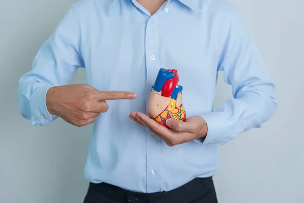 man holding human Heart model. Cardiovascular Diseases, Atherosclerosis, Hypertensive Heart, Valvular Heart, Aortopulmonary window, world Heart day and health concept