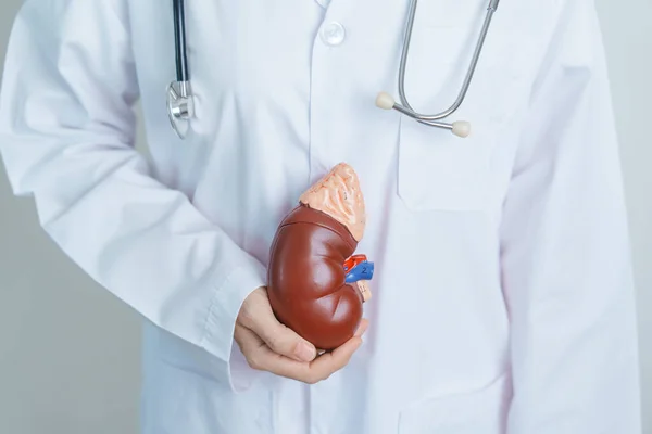 Doctor Holding Anatomical Kidney Adrenal Gland Model Disease Urinary System — Stockfoto