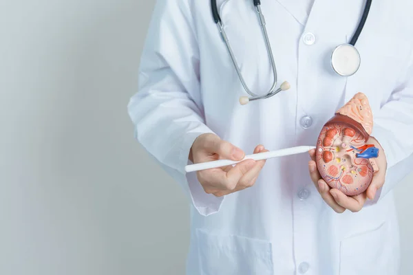 stock image Doctor holding Anatomical kidney Adrenal gland model. disease of Urinary system and Stones, Cancer, world kidney day, Chronic kidney, Urology, Nephritis, Renal and Transplant concept