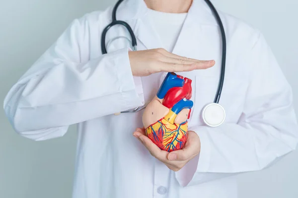 Doctor Holding Human Heart Model Cardiovascular Diseases Atherosclerosis Hypertensive Heart — Stockfoto