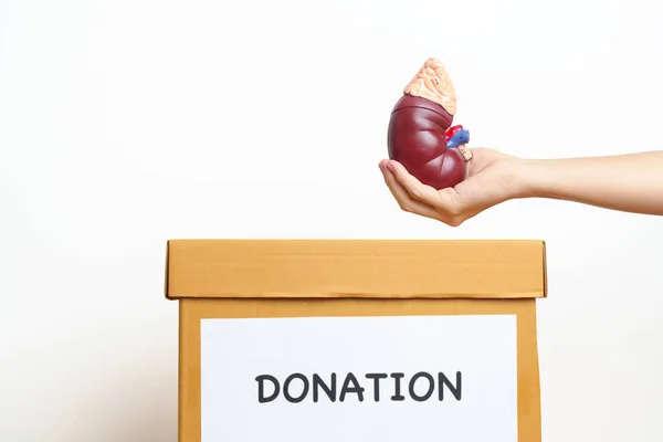 臓器提供 チャリティ ボランティア コンセプト提供 手を取り合う解剖学的ヒト腎臓副腎モデル尿路系と石 世界腎臓デーの支援箱に寄付 — ストック写真