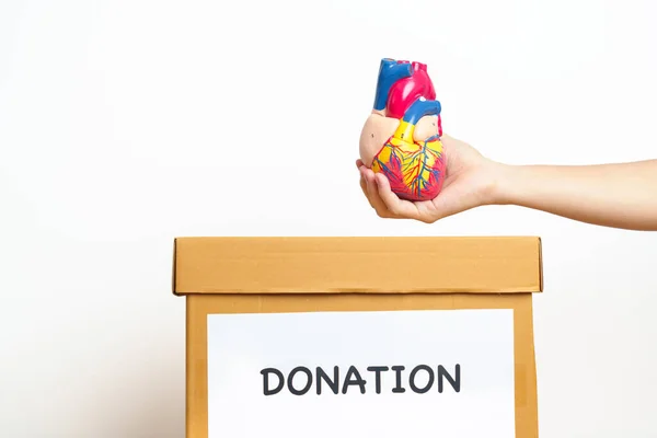 Organdonation Välgörenhet Volontär Koncept Handhållning Hjärtmodell Donator Låda För Stöd — Stockfoto