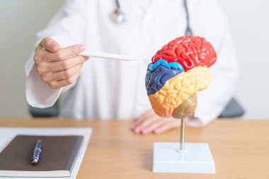 İnsan beyni anatomisi modeli olan bir doktor. Dünya Beyin Tümörü Günü, Beyin Felci, Bunama, Alzheimer, Parkinson ve Dünya Akıl Sağlığı Konsepti