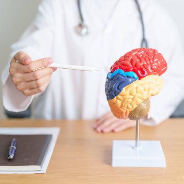İnsan beyni anatomisi modeli olan bir doktor. Dünya Beyin Tümörü Günü, Beyin Felci, Bunama, Alzheimer, Parkinson ve Dünya Akıl Sağlığı Konsepti