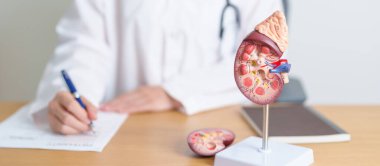 Böbrek bezi anatomisi modeli olan bir doktor. İdrar ve Taşlar Hastalığı, Kanser, Dünya Böbrek Günü, Kronik Böbrek, Üroloji, Nephritis, Renal, Nakil ve Sağlık Konsepti