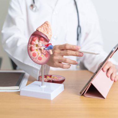 Böbrek bezi anatomisi ve tableti olan bir doktor. İdrar ve Taşlar Hastalığı, Kanser, Dünya Böbrek Günü, Kronik Böbrek, Üroloji, Nefrit, Böbrek, Nakil ve Sağlık Hastalığı