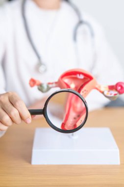 Rahim, yumurtalık, anatomi ve büyüteç kullanan bir doktor. Yumurtalık ve rahim ağzı kanseri, rahim ağzı rahatsızlığı, endometriyozis, histerektomi, rahim fibroidi, üreme sistemi, hamilelik.