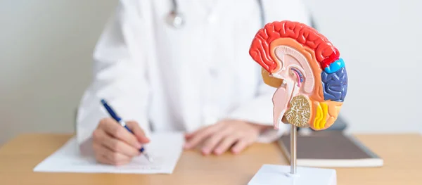 Arzt Mit Menschlichem Gehirn Anatomie Modell Welttag Des Gehirntumors Hirnschlag — Stockfoto