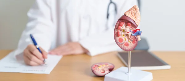 Doctor with Kidney Adrenal gland anatomy model. disease of Urinary system and Stones, Cancer, world kidney day, Chronic kidney, Urology, Nephritis, Renal, Transplant and health concept