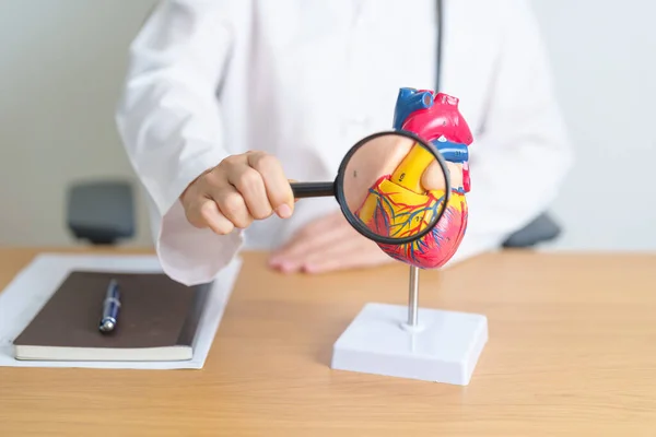 stock image Doctor with human Heart anatomy model and magnifying glass. Cardiovascular Diseases, Atherosclerosis, Hypertensive Heart, Valvular Heart, Aortopulmonary window, world Heart day and health concept