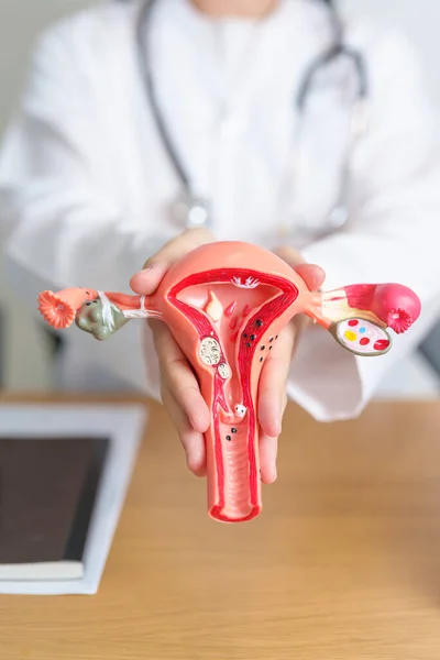 stock image Doctor with Uterus and Ovaries anatomy model. Ovarian and Cervical cancer, Cervix disorder, Endometriosis, Hysterectomy, Uterine fibroids, Reproductive system, Pregnancy and health concept