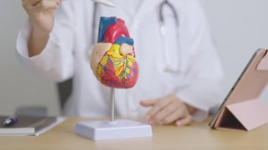 İnsan Kalbi Anatomisi Modeli ve Tableti olan Doktor. Kardiyovasküler Hastalıklar, Atheroskleroz, Hipertansif Kalp, Valvüler Kalp, Aortopulmoner Pencere, Dünya Kalp Günü ve Sağlık Konsepti