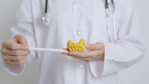 Lekarz Ludzkim Modelem Anatomii Tarczycy Tabletką Nadczynność Tarczycy Niedoczynność Tarczycy — Wideo stockowe