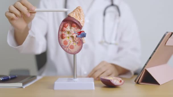 Läkare Med Kidney Adrenal Körtel Anatomi Modell Och Tablett Sjukdom — Stockvideo