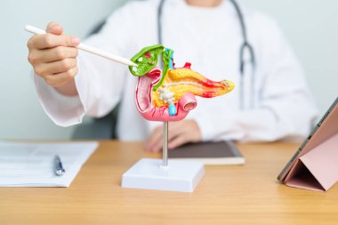 Pankreas, Safra kesesi, Bile Kanalı, Duodenum, ince bağırsak ve tablet olan insan pankreatiti anatomisi olan bir doktor. Pankreas kanseri, akut pankreas iltihabı ve sindirim sistemi.