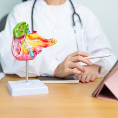 Pankreas, Safra kesesi, Bile Kanalı, Duodenum, ince bağırsak ve tablet olan insan pankreatiti anatomisi olan bir doktor. Pankreas kanseri, akut pankreas iltihabı ve sindirim sistemi.