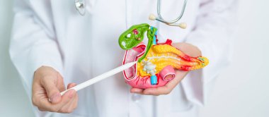 Pankreas, safra kesesi, Bile Duct, Duodenum, ince bağırsak ile insan pankreatiti anatomisi modeli olan bir doktor. Pankreas kanseri, Akut ve Kronik pankreas iltihabı, Sindirim Sistemi ve Sağlık Konsepti