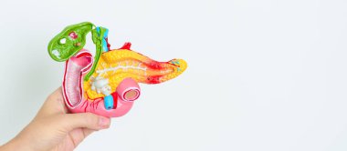 Pankreas, safra kesesi, Bile Duct, Duodenum, ince bağırsak ile insan pankreatiti anatomisi modeli olan bir doktor. Pankreas kanseri, Akut ve Kronik pankreas iltihabı, Sindirim Sistemi ve Sağlık Konsepti