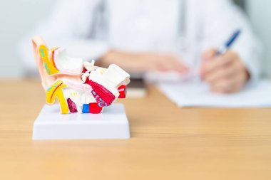İnsan kulağı anatomisi modeli olan bir doktor. Kulak hastalığı, Atresia, Otitis Media, Pertorated Eardrum, Meniere sendromu, otolaryngologist, Yaşlanan İşitme Kaybı, Schwannoma ve Sağlık