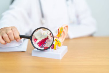 Büyüteçle insan kulağı anatomisi yapan bir doktor. Kulak hastalığı, Atresia, Otitis Media, Pertorated Eardrum, Meniere sendromu, otolaryngologist, Yaşlanan İşitme Kaybı, Schwannoma ve Sağlık