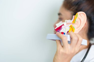 Doktor, insan kulağı anatomisi modelini tutuyor. Kulak hastalığı, Atresia, Otitis Media, Pertorated Eardrum, Meniere sendromu, otolaryngologist, Yaşlanan İşitme Kaybı, Schwannoma ve Sağlık