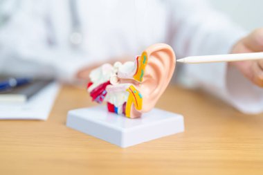 İnsan kulağı anatomisi modeli olan bir doktor. Kulak hastalığı, Atresia, Otitis Media, Pertorated Eardrum, Meniere sendromu, otolaryngologist, Yaşlanan İşitme Kaybı, Schwannoma ve Sağlık
