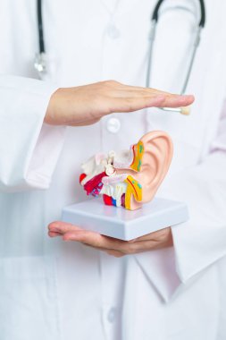 Doktor, insan kulağı anatomisi modelini tutuyor. Kulak hastalığı, Atresia, Otitis Media, Pertorated Eardrum, Meniere sendromu, otolaryngologist, Yaşlanan İşitme Kaybı, Schwannoma ve Sağlık