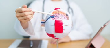 Büyüteçli insan gözü anatomisi modeli olan bir doktor. Göz hastalıkları, Kırılma Hataları, Yaşla İlgili Maküler Dejenerasyon, Katarakt, Diyabetik Retinopati, Glaucoma, Amblyopia, Strabismus ve Sağlık
