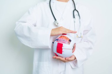 Büyüteçli insan gözü anatomisi modeli olan bir doktor. Göz hastalıkları, Kırılma Hataları, Yaşla İlgili Maküler Dejenerasyon, Katarakt, Diyabetik Retinopati, Glaucoma, Amblyopia, Strabismus ve Sağlık