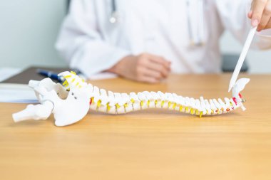 İnsan omurga anatomisi modeli olan bir doktor. Omurilik Bozukluğu ve Hastalık, Sırt Ağrısı, Lumbar, Sacral leğen kemiği, Servikal Boyun, Torasik, Coccyx, Ortopedi, Masaj, Ofis Sendromu ve Sağlık Sendromu