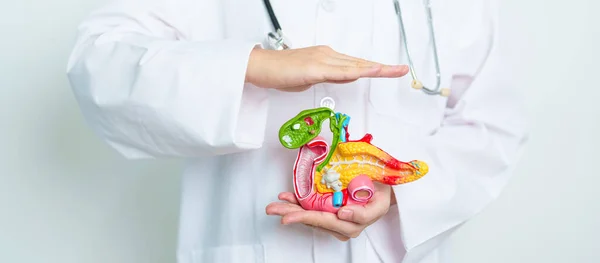 Arzt Mit Humanem Pankreatitis Anatomiemodell Mit Bauchspeicheldrüse Gallenblase Gallengang Duodenum — Stockfoto