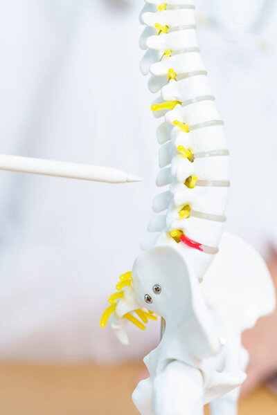 Доктор с моделью анатомии позвоночника. Болезнь позвоночника, Боль в спине, поясничный таз, крестцовый таз, шейка матки, грудная клетка, копчик, ортопед, хиропрактика, офисный синдром и здоровье