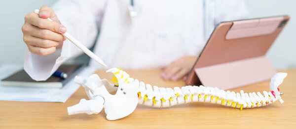 Доктор с моделью анатомии позвоночника. Болезнь позвоночника, Боль в спине, поясничный таз, крестцовый таз, шейка матки, грудная клетка, копчик, ортопед, хиропрактика, офисный синдром и здоровье