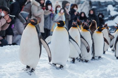 Kral Penguen geçit töreni kış mevsiminde Asahiyama Hayvanat Bahçesi 'nde kar üzerinde yürüyor. Asahikawa, Hokkaido, Japonya 'da turistlerin uğrak yeridir. Seyahat ve Tatil kavramı