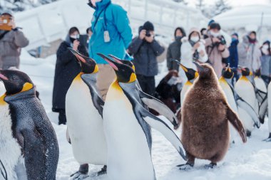 Kral Penguen geçit töreni kış mevsiminde Asahiyama Hayvanat Bahçesi 'nde kar üzerinde yürüyor. Asahikawa, Hokkaido, Japonya 'da turistlerin uğrak yeridir. Seyahat ve Tatil kavramı