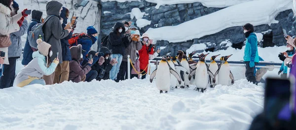 Parade Der Königspinguine Auf Schnee Asahiyama Zoo Der Wintersaison Wahrzeichen — Stockfoto