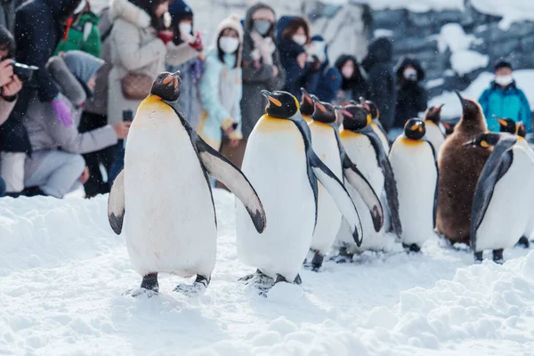 冬の旭山動物園で雪の上を歩くペンギン王パレード 北海道旭川市の観光地として人気のランドマーク 旅行と休暇のコンセプト — ストック写真