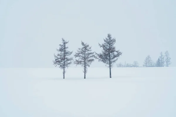 Beautiful Mild Seven Hills Tree Snow Winter Season Biei Patchwork — Stock Photo, Image