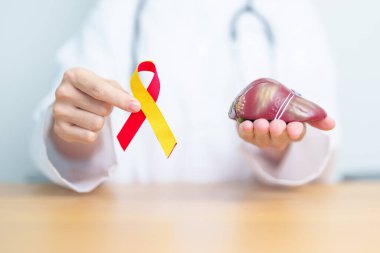 Kırmızı ve sarı kurdeleli doktor ve insan karaciğer anatomisi modeli. Dünya hepatit günü, 28 Temmuz, Karaciğer kanseri farkındalığı ayı, sarılık, siroz, başarısızlık, büyüme, Hepatik Ensefalopati ve Sağlık
