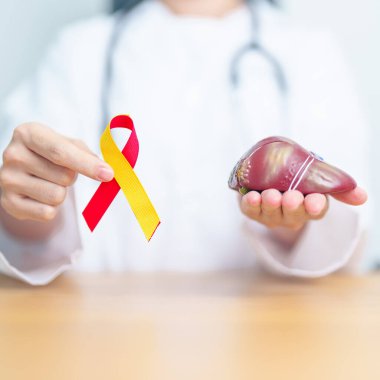 Kırmızı ve sarı kurdeleli doktor ve insan karaciğer anatomisi modeli. Dünya hepatit günü, 28 Temmuz, Karaciğer kanseri farkındalığı ayı, sarılık, siroz, başarısızlık, büyüme, Hepatik Ensefalopati ve Sağlık
