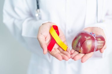 Doctor with Red and Yellow ribbon and human Liver anatomy model. World hepatitis day, 28 July, Liver cancer awareness month, Jaundice, Cirrhosis, Failure, Enlarged, Hepatic Encephalopathy and Health clipart