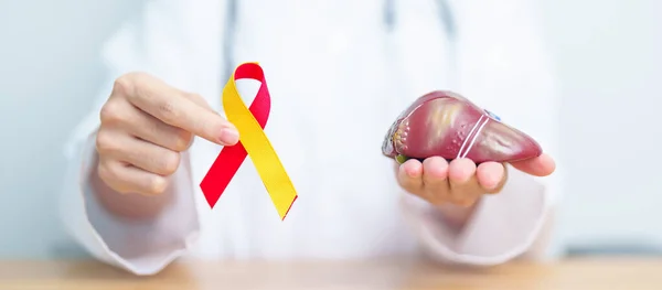 stock image Doctor with Red and Yellow ribbon and human Liver anatomy model. World hepatitis day, 28 July, Liver cancer awareness month, Jaundice, Cirrhosis, Failure, Enlarged, Hepatic Encephalopathy and Health