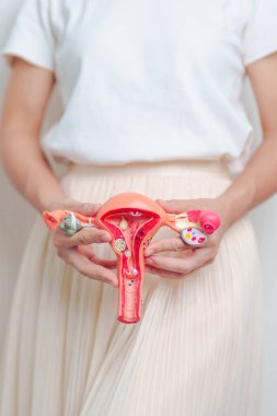 Rahim ve yumurtalık mankeni tutan kadın. Yumurtalık ve Servikal Kanser, Endometriyozis, Histektomi, Rahim fibroidi, Üreme, Adet, Mide, Hamilelik ve Cinsel Yayılma Hastalığı