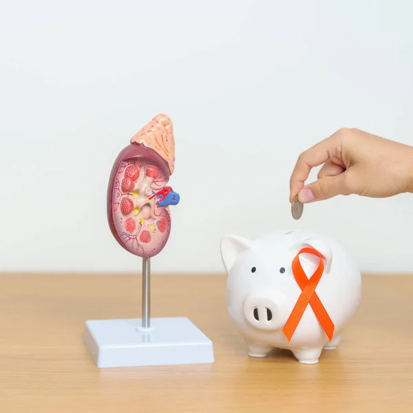 kidney Adrenal gland model with Piggy Bank and orange ribbon for disease of Urinary system and Stones, Cancer, world kidney day, Chronic kidney, Donation and Charity concept