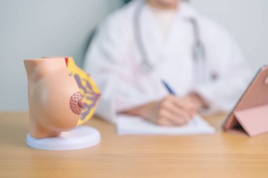Göğüs anatomisi modeli olan bir doktor. Göğüs büyütme ameliyatı, Ekim Kanser Farkındalığı ayı, implant, teşhis, kadın büyütme ve tıp eğitimi konsepti.