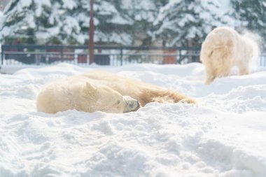 Kış mevsiminde Asahiyama Hayvanat Bahçesi 'nde kutup ayısı veya Ursus maritimus. Asahikawa, Hokkaido, Japonya 'da turistlerin uğrak yeridir. Seyahat ve Tatil kavramı