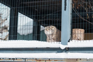 Pallas 'ın kedisi ya da Felis Manul kış mevsiminde Asahiyama Hayvanat Bahçesi' nde. Asahikawa, Hokkaido, Japonya 'da turistlerin uğrak yeridir. Seyahat ve Tatil kavramı